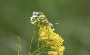 Island Marble Butterfly