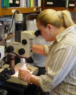 Mattiesen looking into microscope