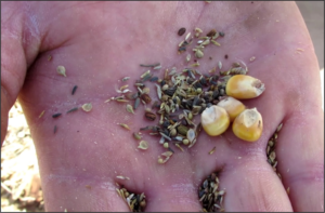Prairie Seeds 